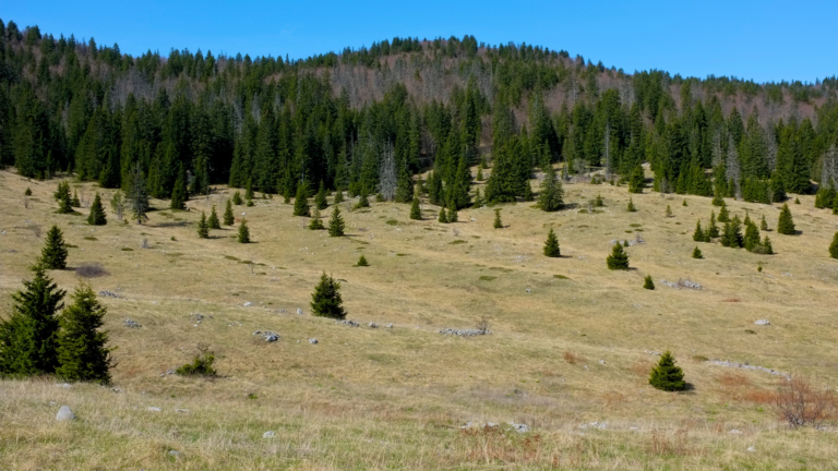 Planting the Seeds: Support the Lika Rebirth Today